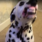 Pets Sneezing Means Uncontrollable Laughing /VIDEO/